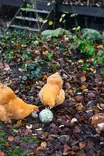 Chicken Snack Ball 15cm harmaa Gaun - Kotieläinten aktivointi ja muut tuotteet - 8435039012311 - 9