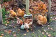 Chicken Snack Ball 15cm harmaa Gaun - Kotieläinten aktivointi ja muut tuotteet - 8435039012311 - 8
