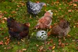 Chicken Snack Ball 15cm harmaa Gaun - Kotieläinten aktivointi ja muut tuotteet - 8435039012311 - 6