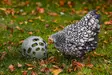 Chicken Snack Ball 15cm harmaa Gaun - Kotieläinten aktivointi ja muut tuotteet - 8435039012311 - 7