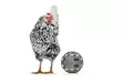 Chicken Snack Ball 15cm harmaa Gaun - Kotieläinten aktivointi ja muut tuotteet - 8435039012311 - 4