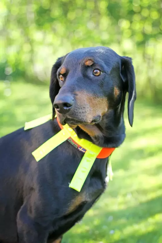 Metsästyskaulapanta koot 0-7 Boett Ab - Boett heijastinpannat - 214106102-1 - 1