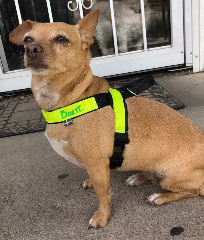 Talutinvaljas koot 1-4, 3cm leveällä nauhalla Boett Ab - Boett heijastinvaljaat - 214113115-1 - 1