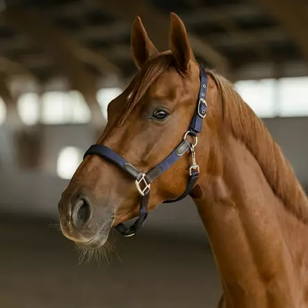 Nylonriimu Edit nahkaisilla yksityiskohdilla musta Hansbo Sport - Hevosen riimut, kaulapannat ja narut - 7320276038587 - 2