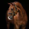 Nylonriimu Equestrian Life musta Hansbo Sport - Hevosen riimut, kaulapannat ja narut - 7320276005398 - 1
