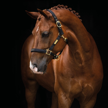 Nylonriimu Equestrian Life musta Hansbo Sport - Hevosen riimut, kaulapannat ja narut - 7320276005398 - 1