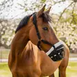 Hevosen kuonokoppa Comfy musta Hansbo Sport - Green Guard - maskit ja kuonokopat - 7320276045349 - 3