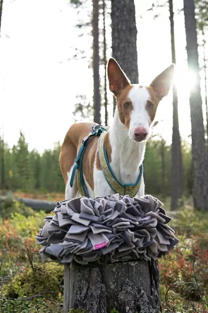 Sniffing Mat L 17x27x35cm KABOO - Koiran aktivointilelut - KABOOmatL - 1