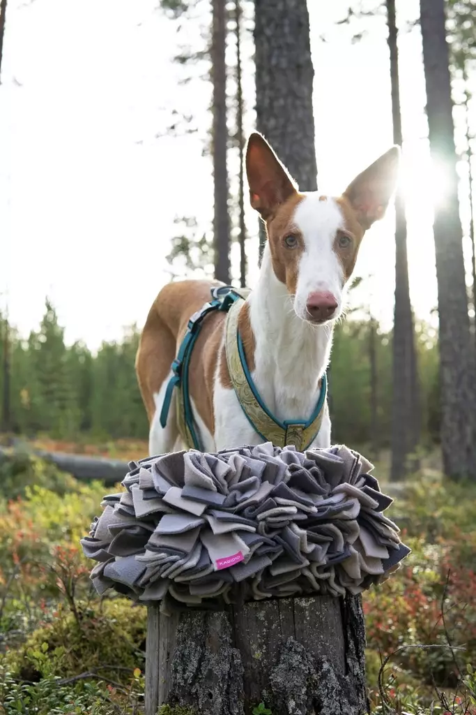 Sniffing Mat L 17x27x35cm KABOO - Koiran aktivointilelut - KABOOmatL - 1