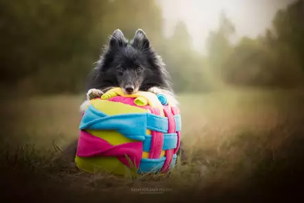 Sniffing Cube Pockets M 25cm KABOO - Koiran aktivointilelut - KABOOPocketCubeM - 2