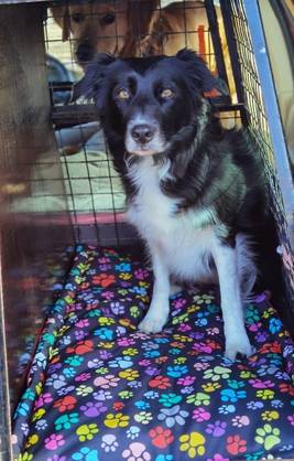 Vedenpitävä makuualusta Outdoor KABOO - Koiran alustat - KABOOoutdoorWPmatS - 2