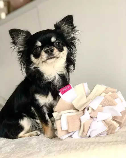 Sniffing Ball S 17cm KABOO - Koiran aktivointilelut - KABOOballS - 3