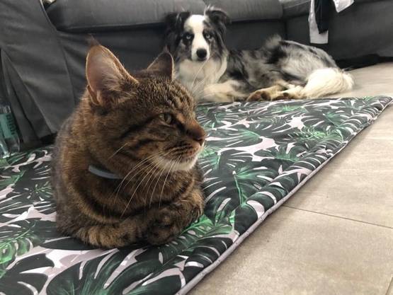 Vedenpitävä makuualusta Outdoor KABOO - Koiran alustat - KABOOoutdoorWPmatS - 1