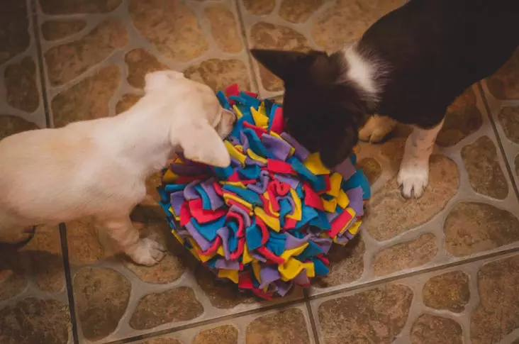 Sniffing Mat S 10x20x20cm KABOO - Koiran aktivointilelut - KABOOmatS - 1